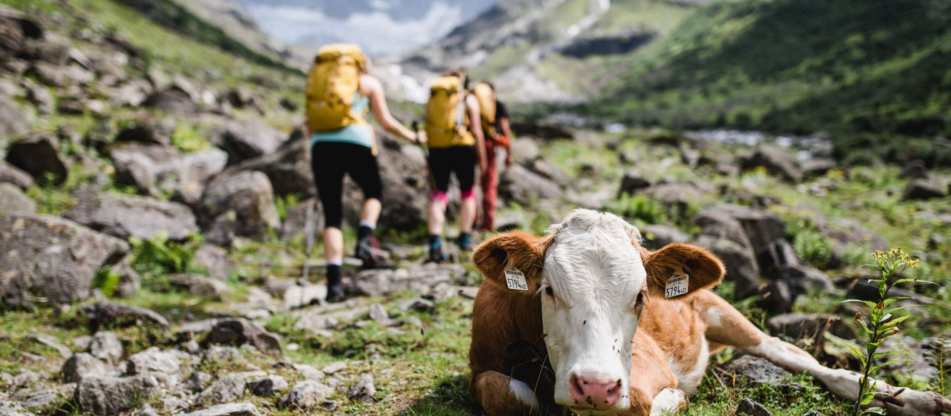 Wandern im Zillertal